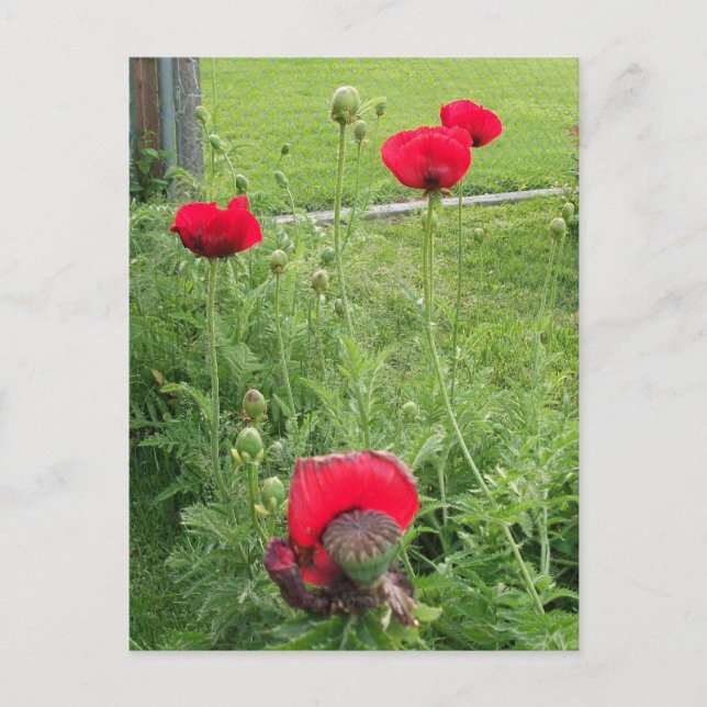 Vibrant Blooming Red Poppies Postcard (Front)