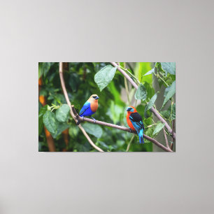 Vibrant Blue-Orange Tanagers Perched Together Canvas Print