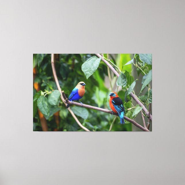 Vibrant Blue-Orange Tanagers Perched Together Canvas Print (Front)