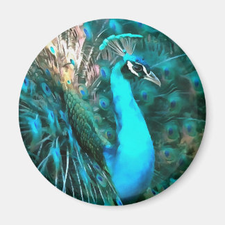Vibrant Blue Peacock In With Fanned Tail Magnet