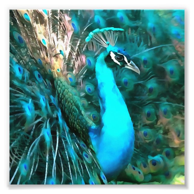 Vibrant Blue Peacock In With Fanned Tail Photo Print (Front)
