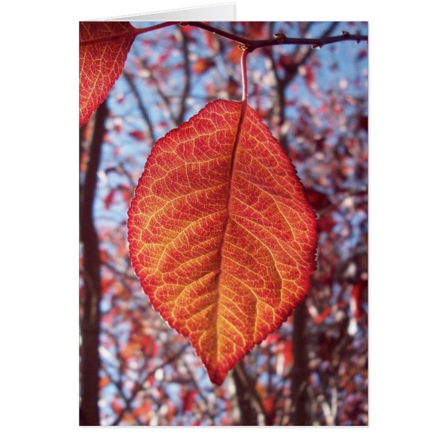 Vibrant Brilliance (Front)