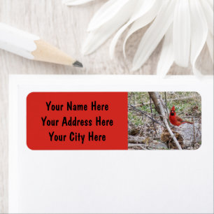 Vibrant Cardinal