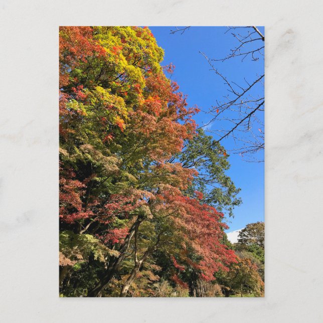 Vibrant Coloured Maples Postcard (Front)