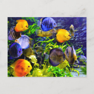 Vibrant Colourful Aquatic Tropical Sea Fish Postcard