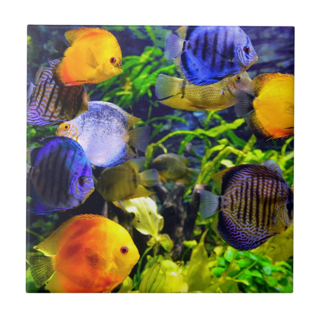Vibrant Colourful Aquatic Tropical Sea Fish Tile (Front)