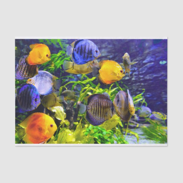Vibrant Colourful Aquatic Tropical Sea Fish Tissue Paper (Front)