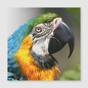 Vibrant Colourful Macaw