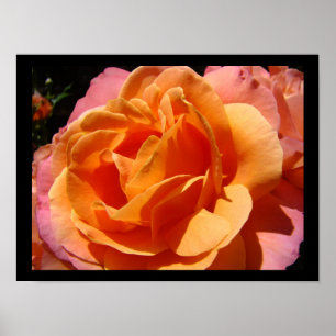 Vibrant Colourful Rose Flower Floral art prints