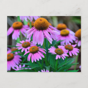 vibrant coneflowers postcard