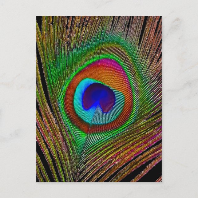 Vibrant Copper Peacock Feather Postcard (Front)