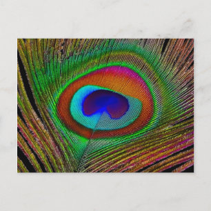 Vibrant Copper Peacock Feather Postcard