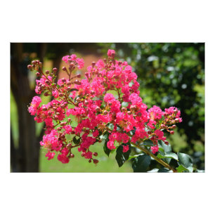 Vibrant crepe myrtle bush flower photo print