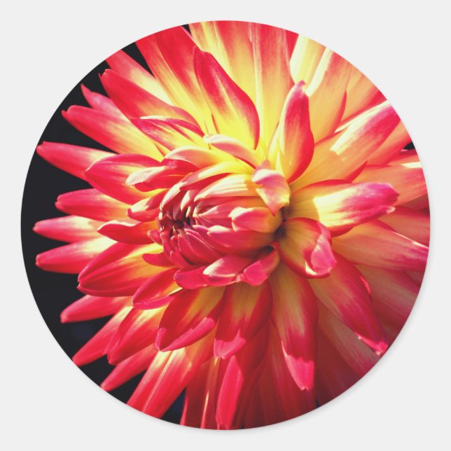 Vibrant Dahlia Flower  Classic Round Sticker (Front)