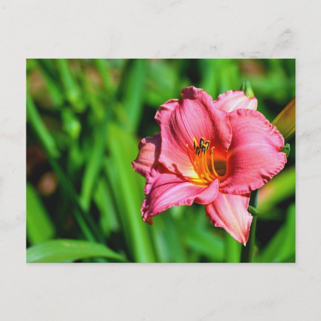 Vibrant day lily flower postcard (Front)