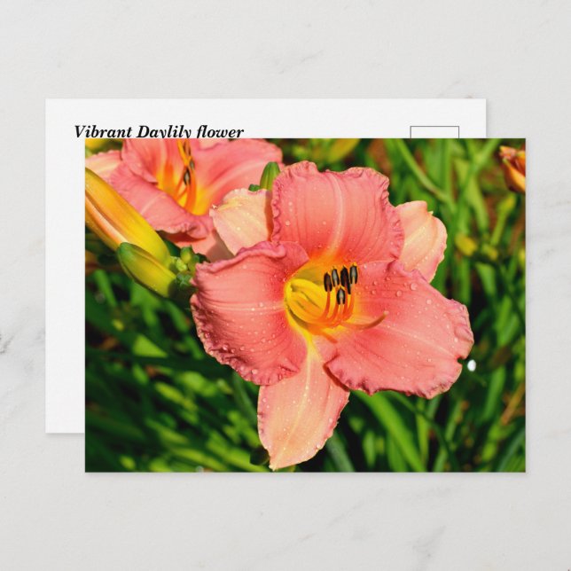Vibrant daylily flowers postcard (Front/Back)