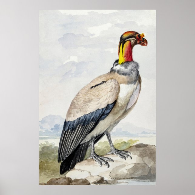 Vibrant Exotic King Vulture Wall Decor (Front)