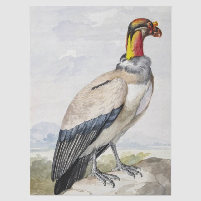 Vibrant Exotic King Vulture Wall Decor Tissue Paper (Front)