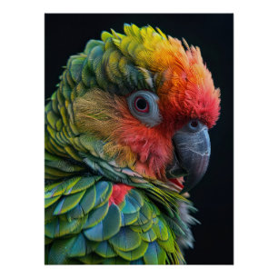 Vibrant Exotic Parrot Color Portrait Poster