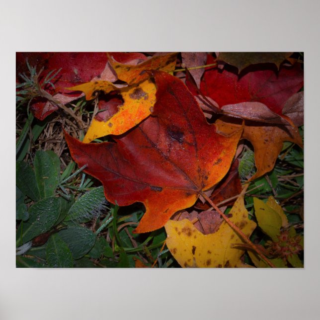 Vibrant Fall Leaves Poster (Front)