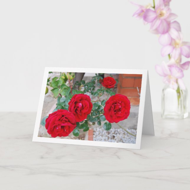 Vibrant Floral Red Roses Card (Orchid)