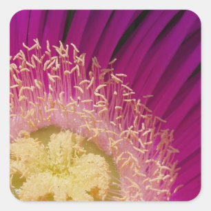 Vibrant Flower Stickers