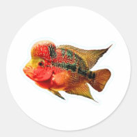 Vibrant Flowerhorn Cichlid Sticker, Exotic Louhan 