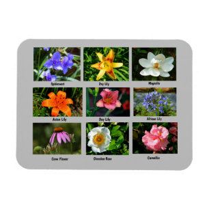 Vibrant garden flowers magnet