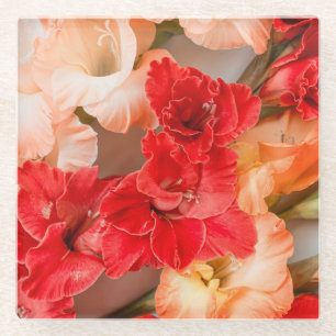 Vibrant Gladiolus flowers Glass Coaster