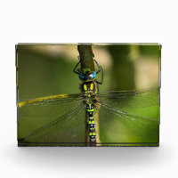 Vibrant Hawker Dragonfly Close Up - Wildlife Photo