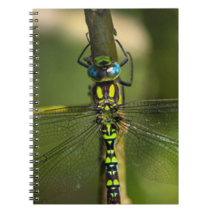 Vibrant Hawker Dragonfly Close Up - Wildlife Photo Notebook
