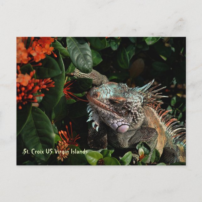 Vibrant Iguana Post Card, US Virgin Islands Postcard (Front)