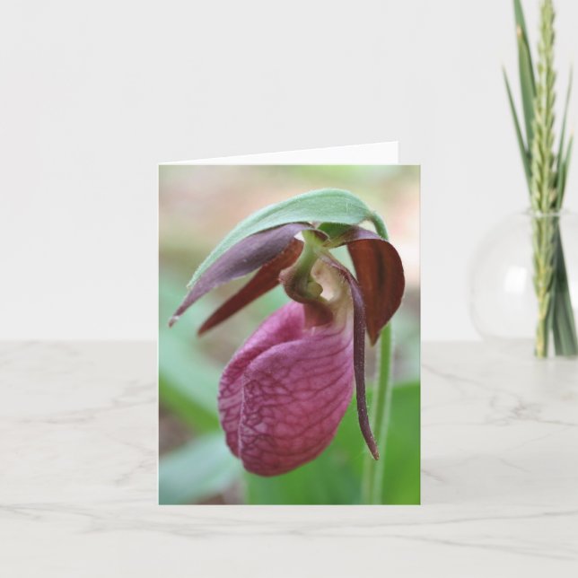 Vibrant Lady Slipper Flower Photography  Note Card (Front)