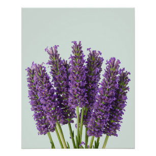 Vibrant Lavender Botanical Art Design Poster