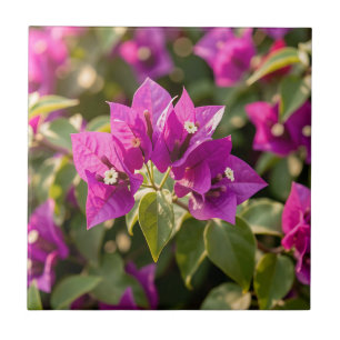 Vibrant Magenta Purple Bougainvillea Bloom  Tile