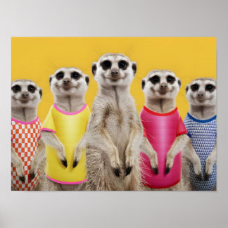 Vibrant Meerkat Group in Stylish Outfits Poster