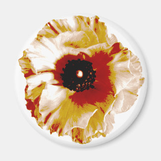 vibrant orange and white ranunculus magnet