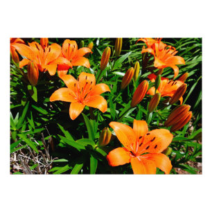 Vibrant Orange Asian Lilies Photo Print