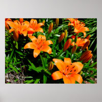 Vibrant Orange Asian Lilies