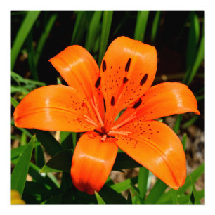 Vibrant orange Asian Lily Flower    Photo Print