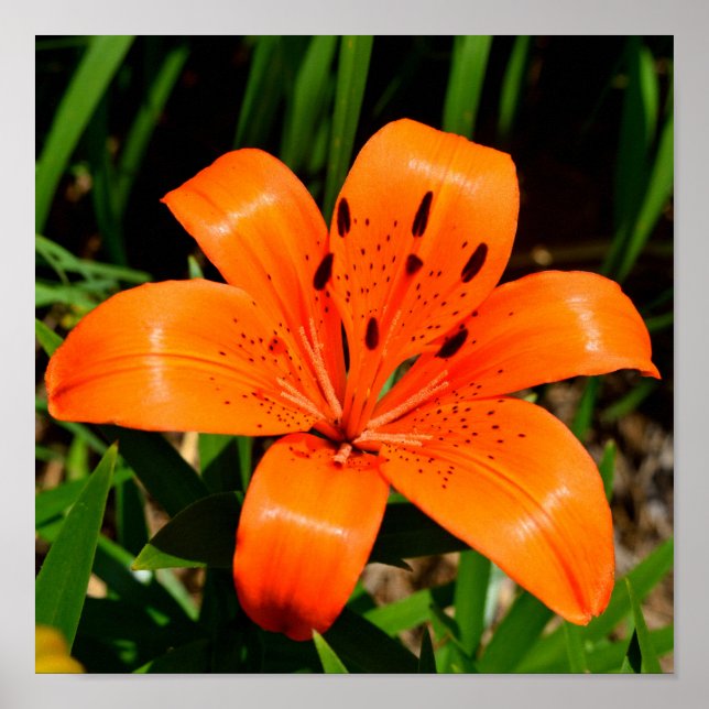 Vibrant orange Asian Lily Flower   Poster (Front)