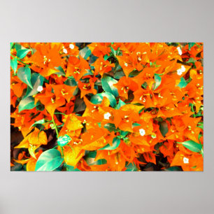 Vibrant Orange Bougainvillea Flowers Poster