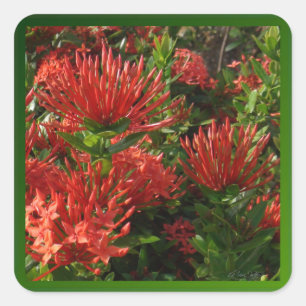 Vibrant Orange Firebush Plant Square Sticker