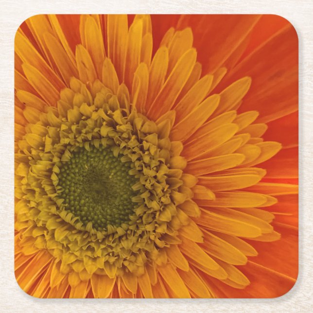Vibrant Orange Gerbera Daisy Square Paper Coaster (Front)