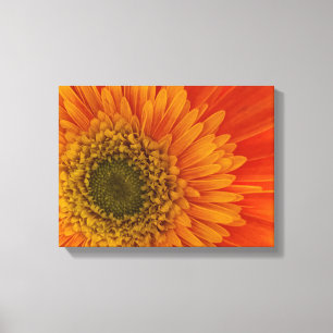 Vibrant Orange Gerbera Daisy StretchedCanvas Print
