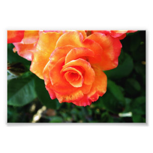 Vibrant Orange Rose Photograph
