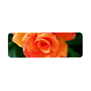 Vibrant Orange Rose Photograph