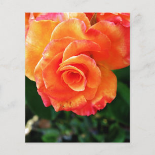 Vibrant Orange Rose Photograph Flyer