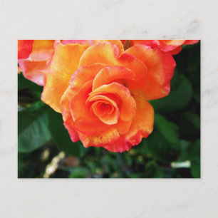 Vibrant Orange Rose Photograph Postcard