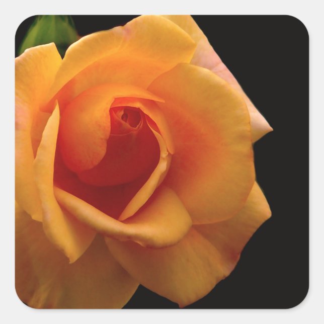 Vibrant orange rose print accessories gifts square sticker (Front)